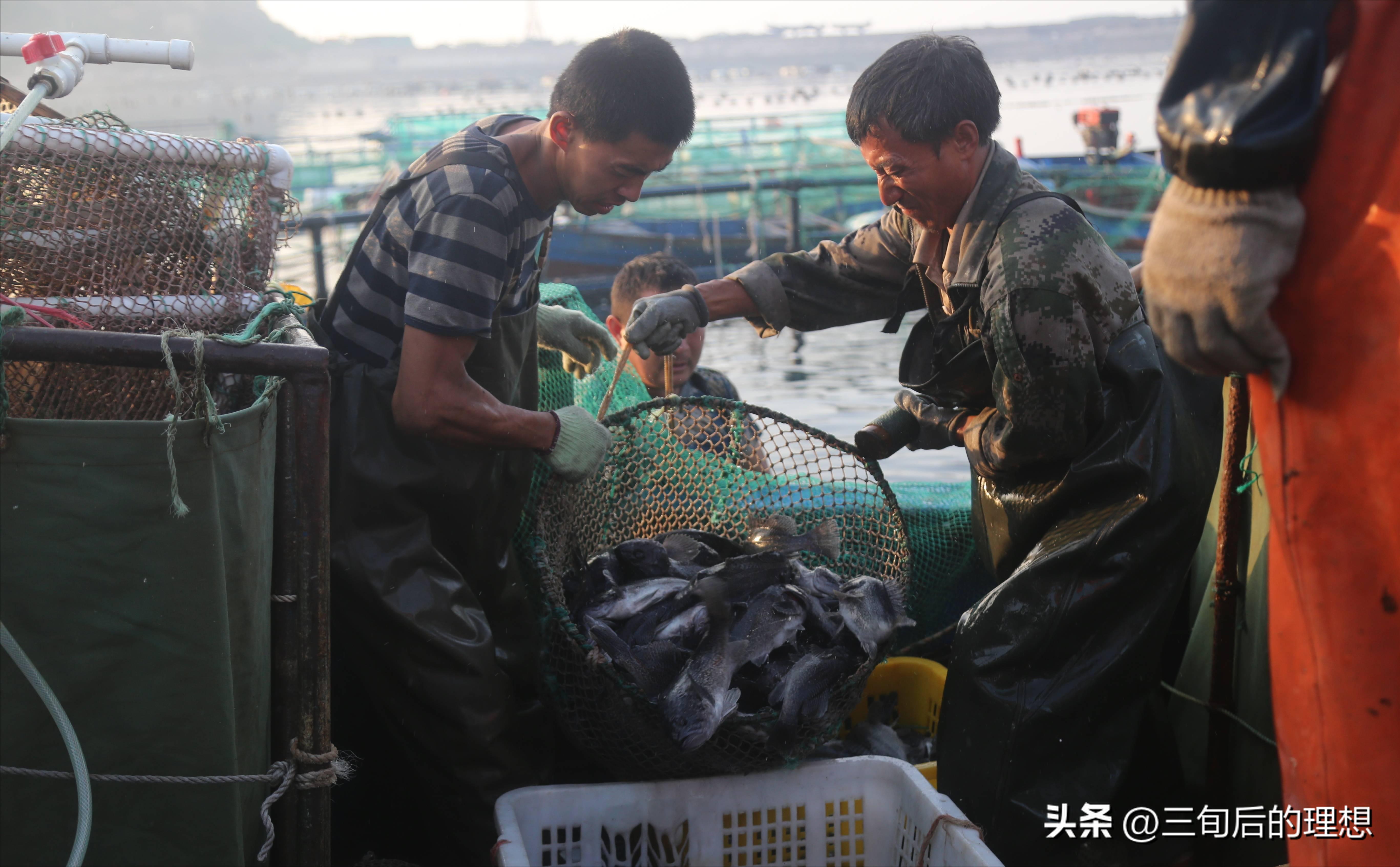 人工饲料和野生杂鱼,人工混合鱼饲料配方
