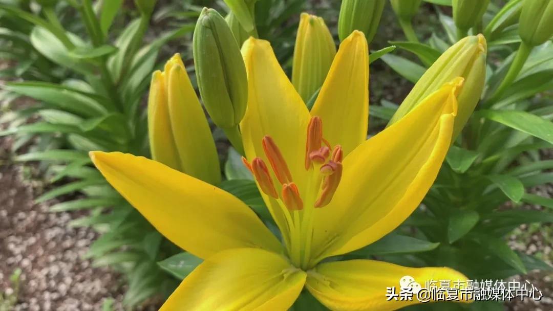 香水百合试种成功！临夏市折桥镇*庄大**村喜添“花样”产业