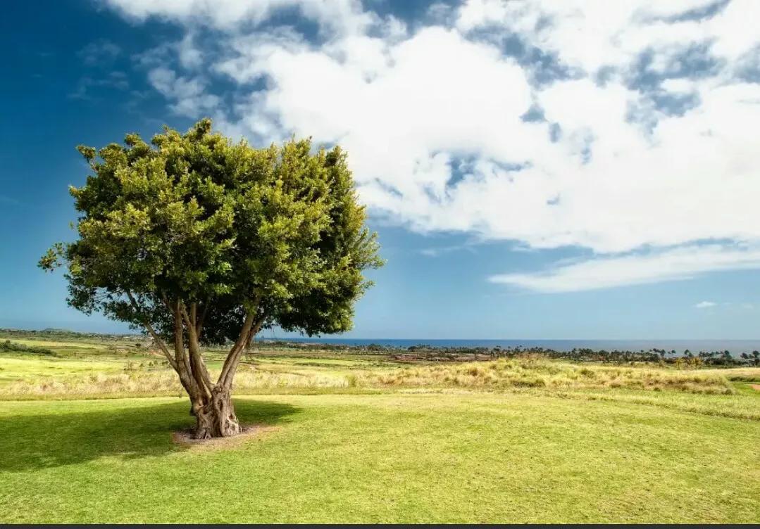 中国诗词第四十七集,中国诗词大全第六季