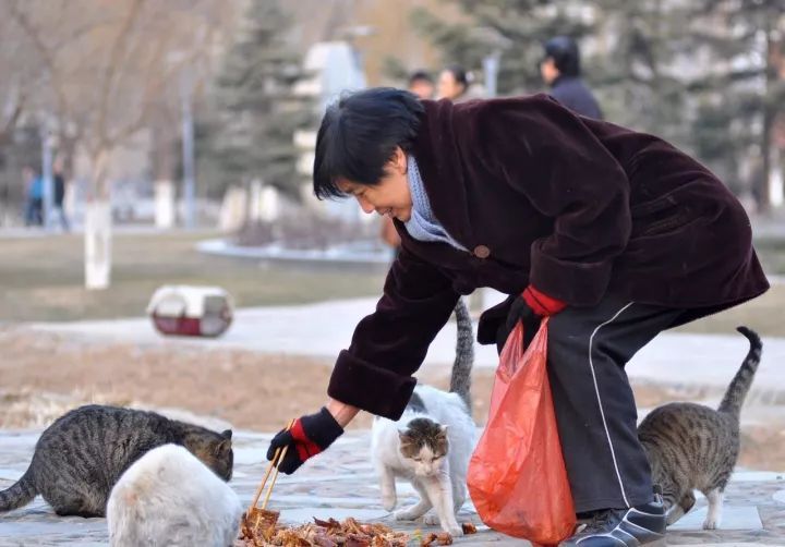 养猫的5大“好处”和5大“坏处”，看完，你还会养吗？