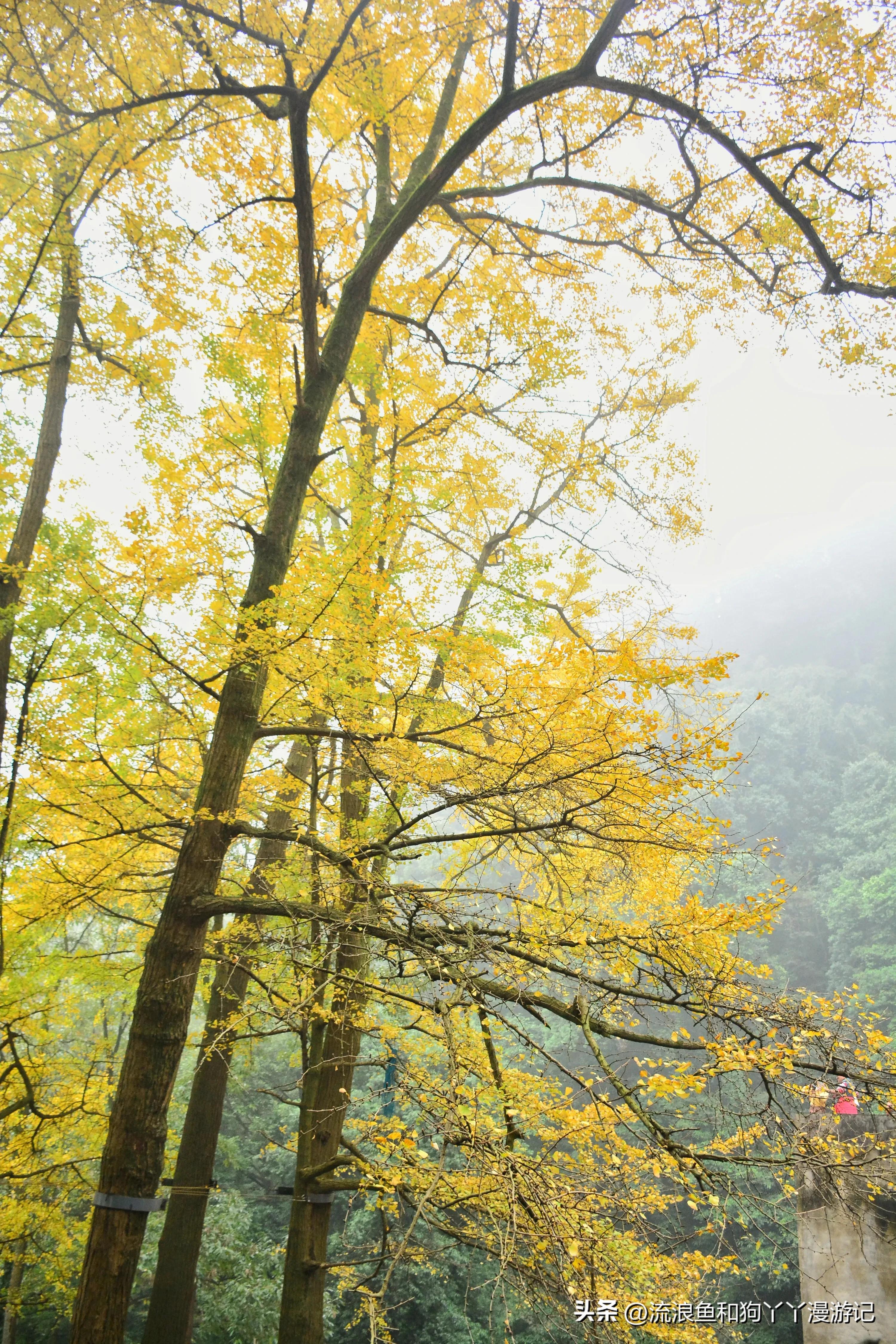 四月份成都近郊一日游好去处,2022成都近郊看雪一日游最佳去处
