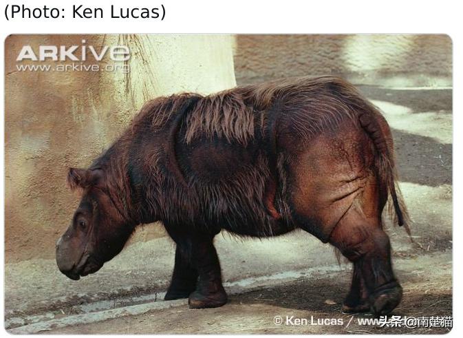 分享各种各样的动物,保证你没见过的20种新动物