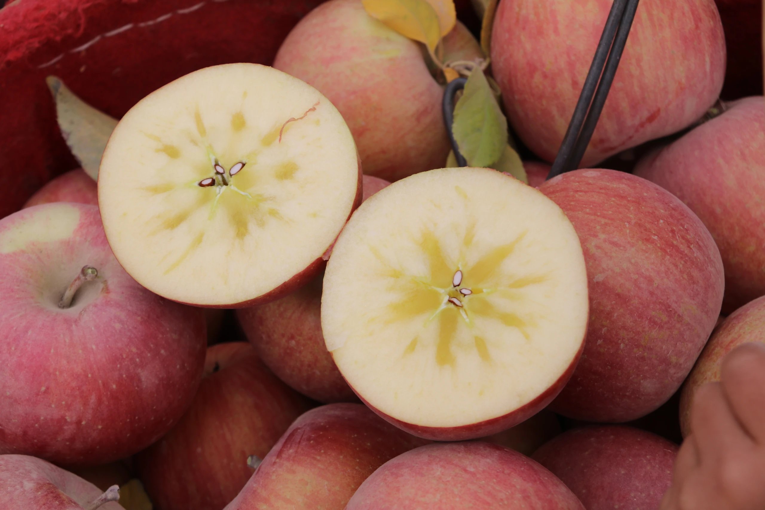 新疆水果中哪些水果最好吃最有名,两种新疆的特色水果