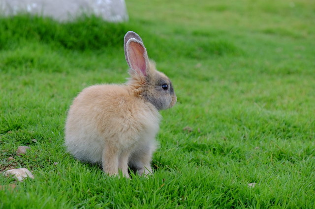 兔子怎么养殖它才繁衍得快,兔子繁育多少只一窝