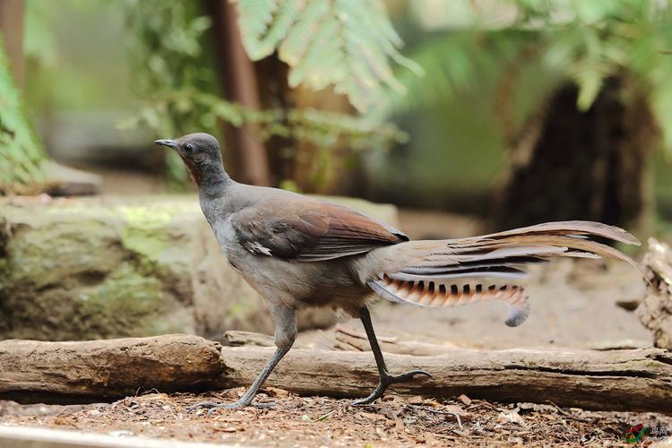 世界上最大的华丽琴鸟,天堂的使者