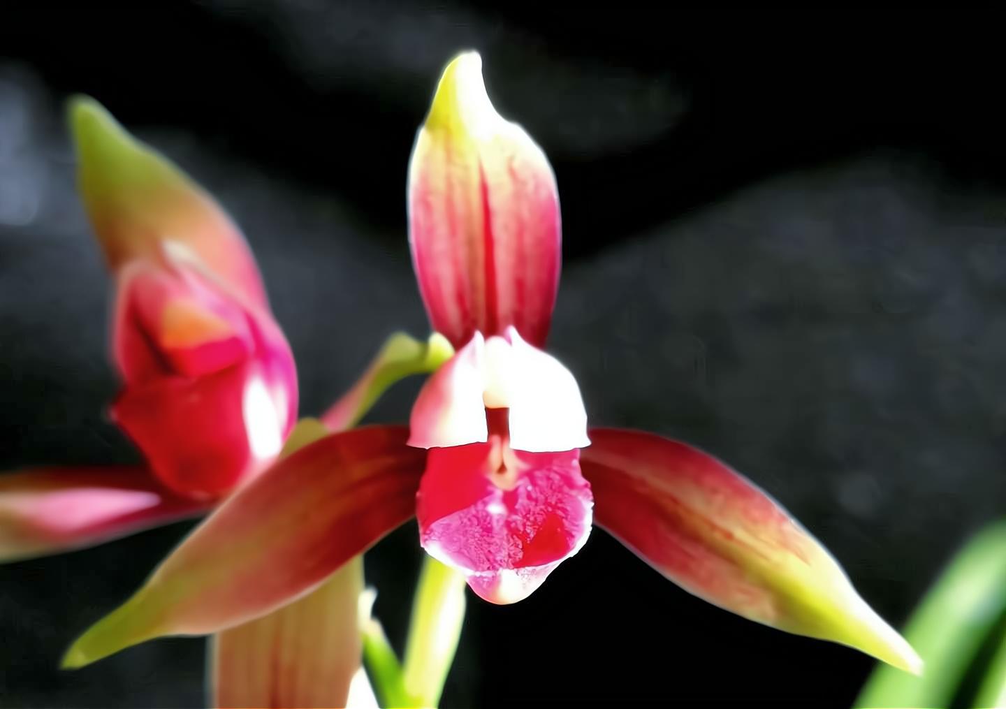 网上几十一苗的国魂兰花是真的吗,2023国魂兰花一苗要多少钱