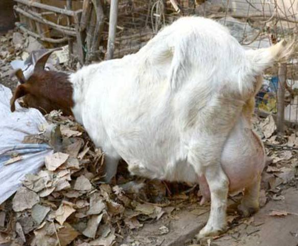 母羊乳房炎治疗方法,母羊乳房炎怎么治疗效果最好