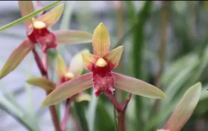大红袍兰花是什么品种,兰花的品种什么最好