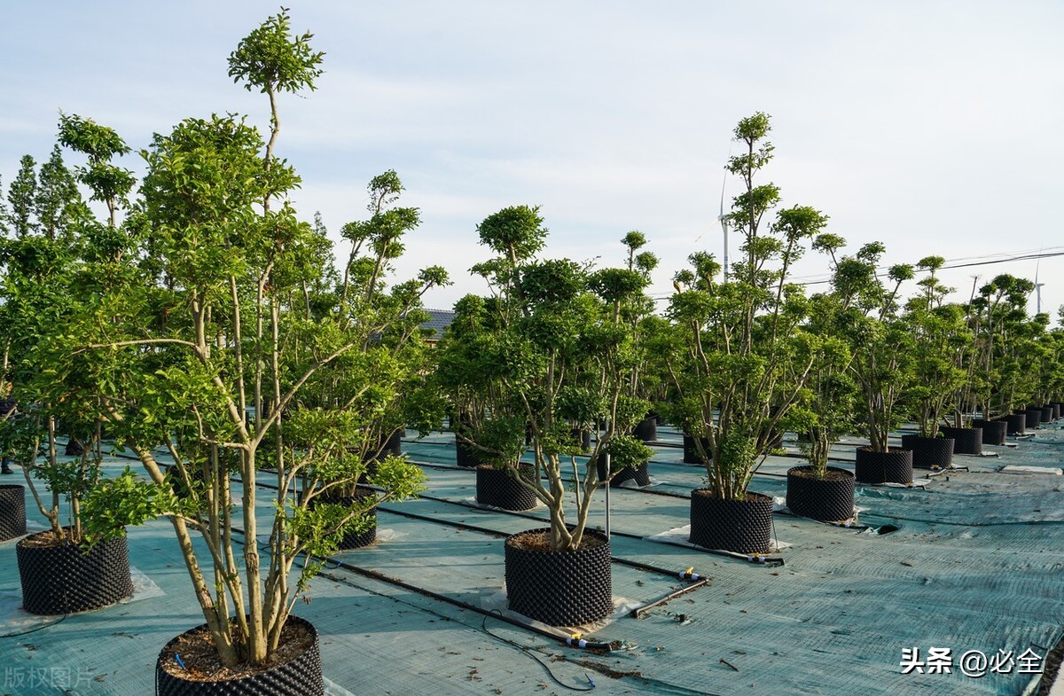 苗木抗旱最佳方法,苗木栽植灌溉方法