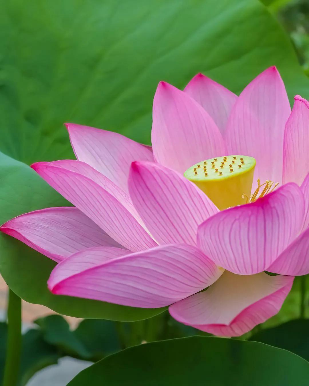 一花一世界，一叶一菩提,一花一世界一叶一菩提视频