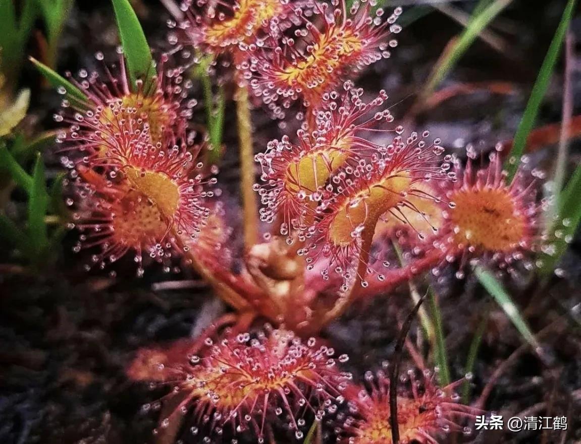 有什么推荐的食虫植物,又好看又便宜的食虫植物