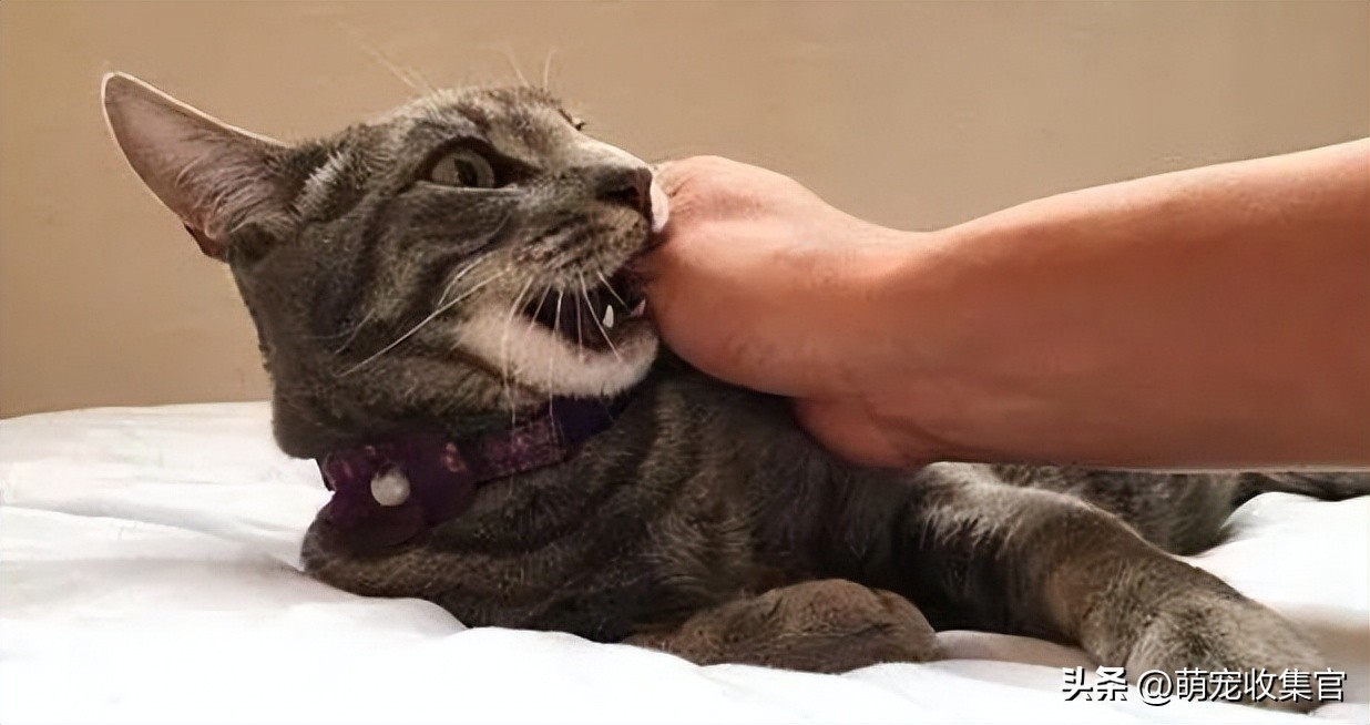 小猫总是喜欢咬人怎么办,猫咪一到晚上喜欢咬人怎么纠正