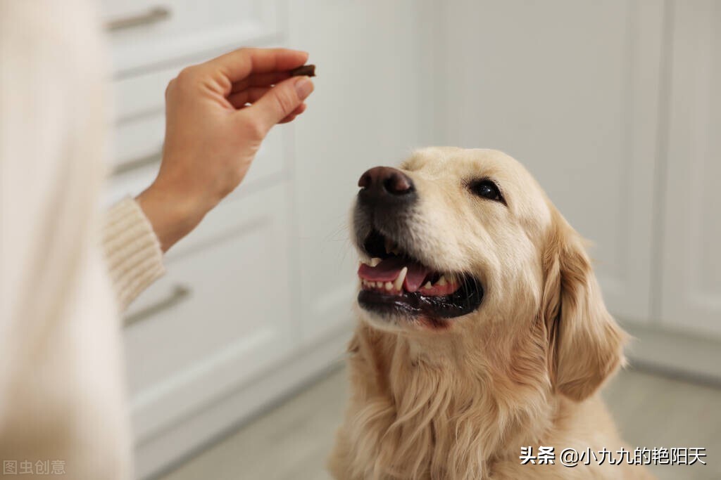 怎么训练狗狗坐和站,怎么训练狗狗坐电瓶车
