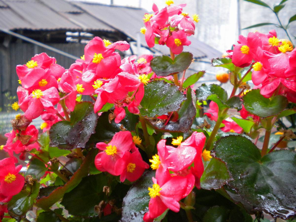 四季海棠是四季有花吗,四季海棠花哪些品种开花早