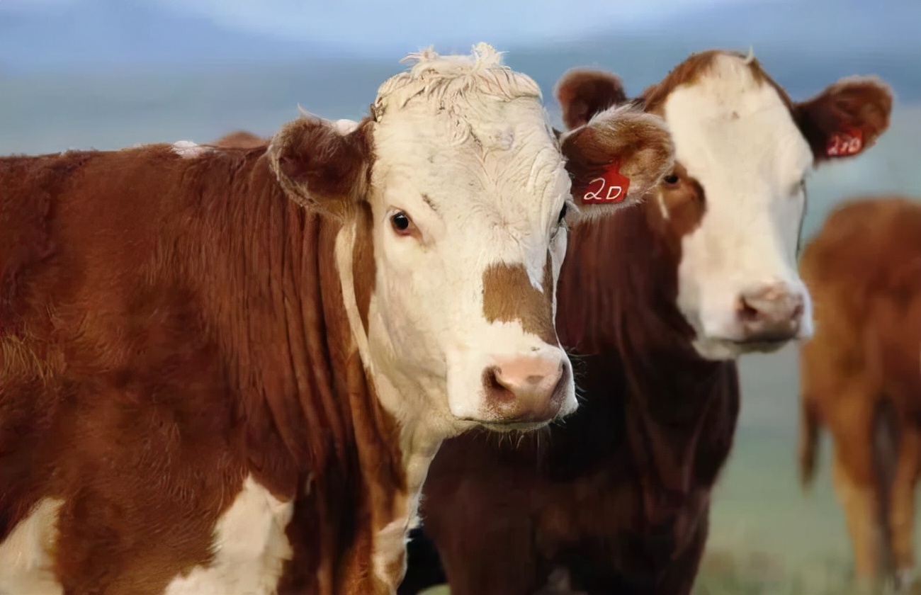 一旦感染100%致命，朊病毒究竟有多可怕？为何连人也会感染？