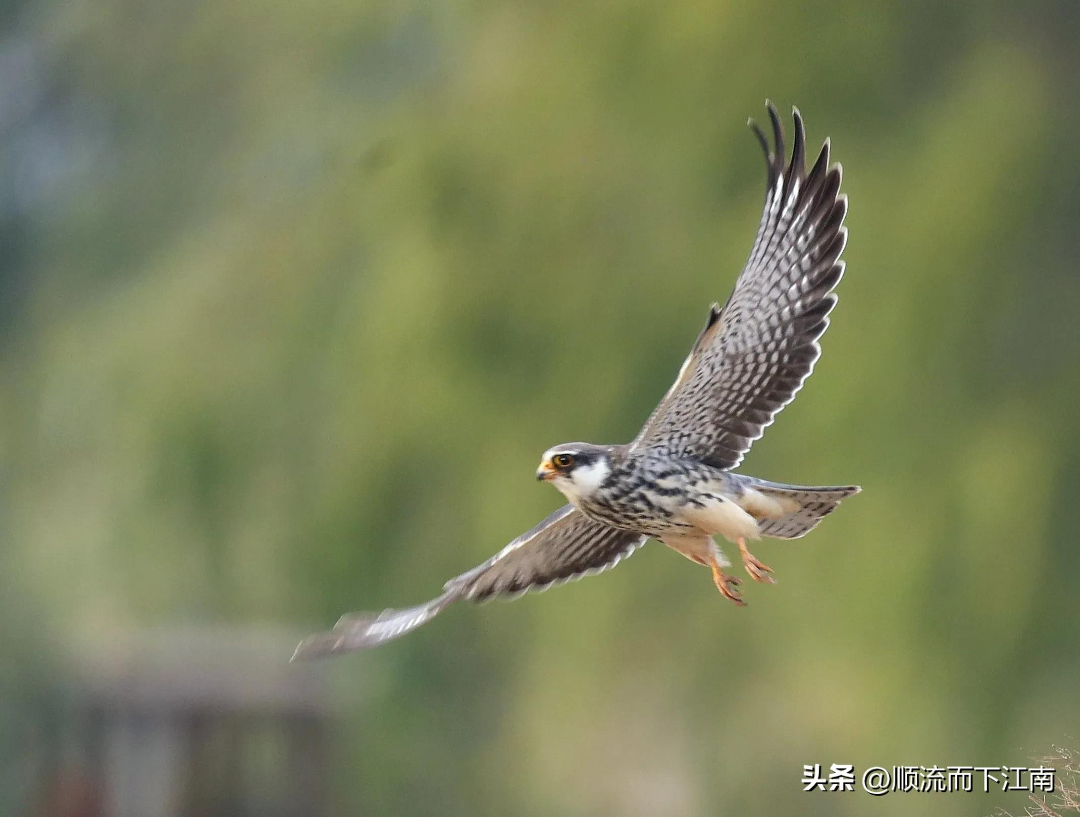红脚隼叫声,红脚隼