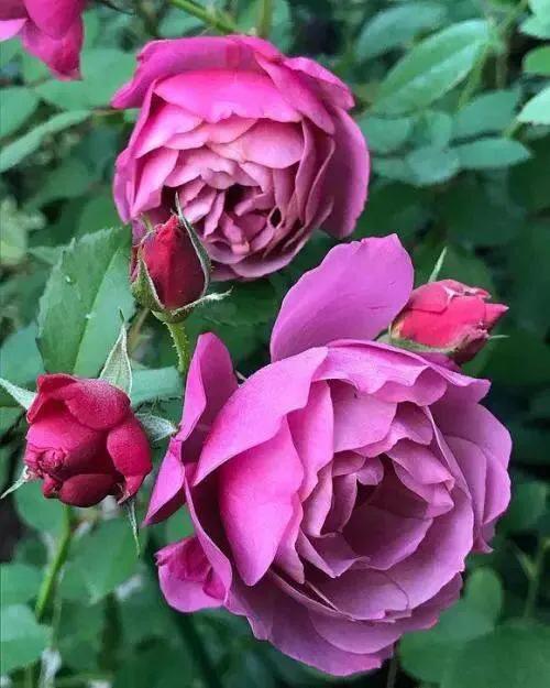 葵系列的月季,高贵浪漫的仙女月季