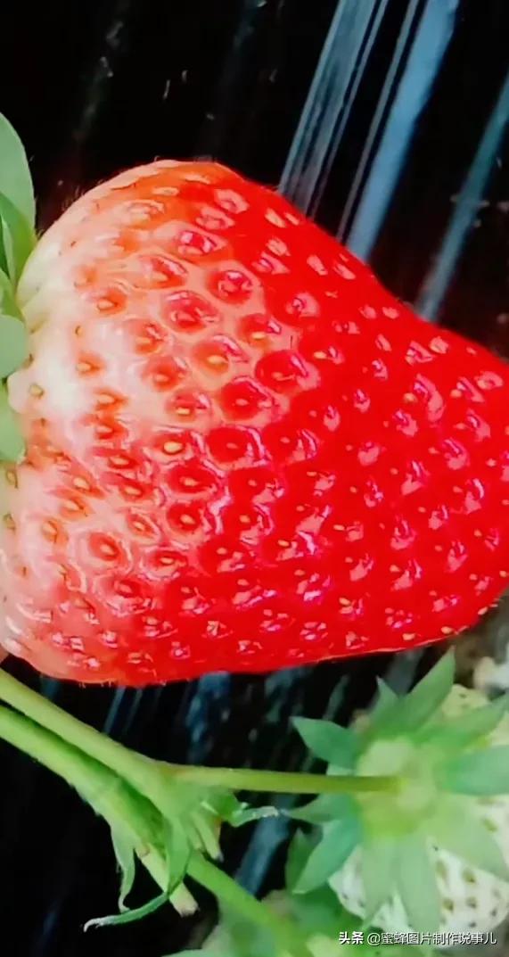 壁纸美图,各种水果,果香四溢,酸甜可口,丰收的喜悦