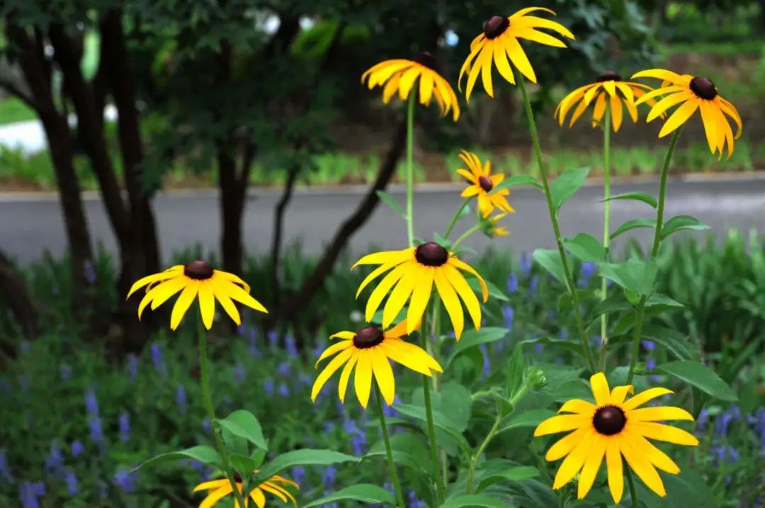 参观国家植物园收获与感悟,参观秦岭国家植物园