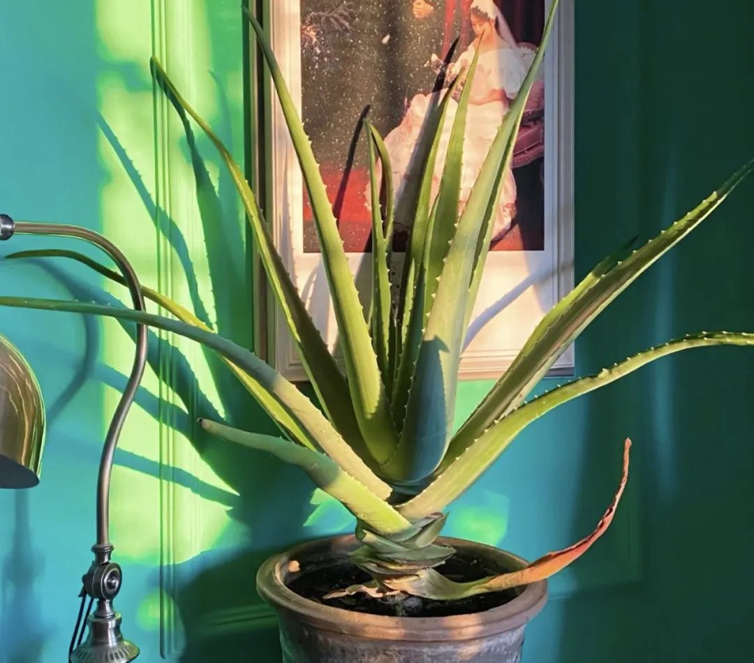 睡觉房间里养什么花草最好,卧室里适合养什么东西