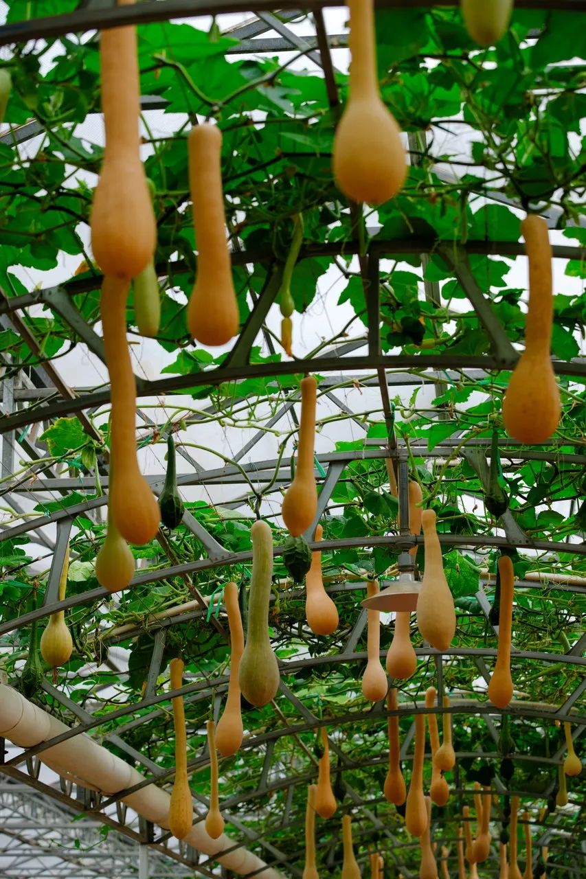 为什么叫山东大葱,为什么大葱用葱白不用葱绿