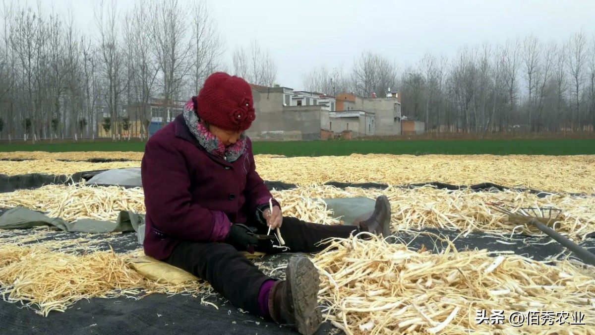 种植中药材前景最好的前十名,目前什么中药材种植前景好收益高