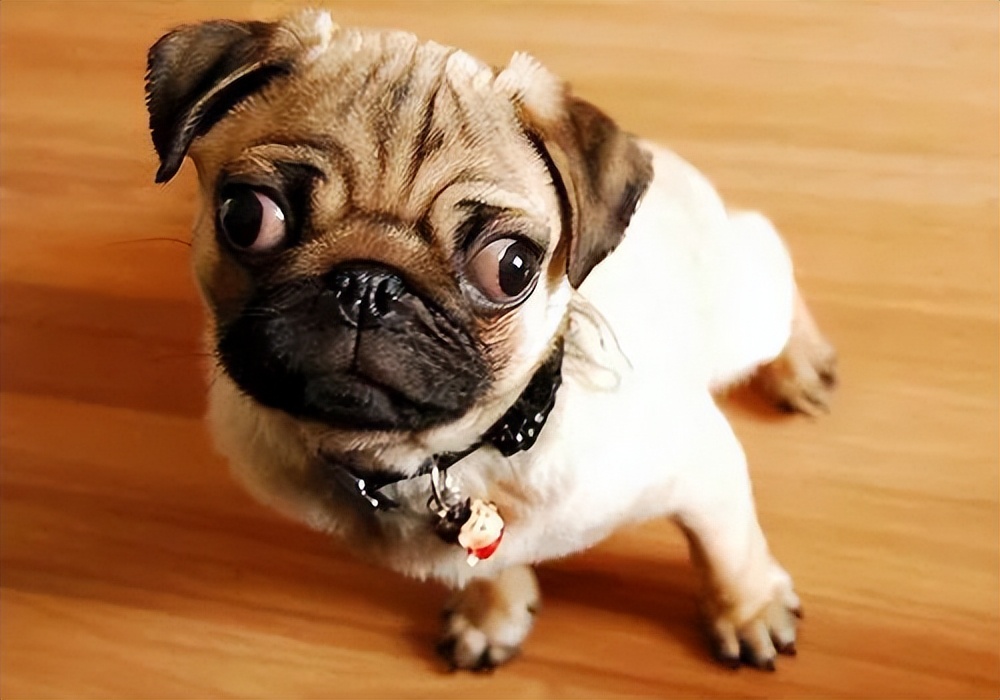 巴哥犬泪痕怎么处理,巴哥犬泪痕怎么解决