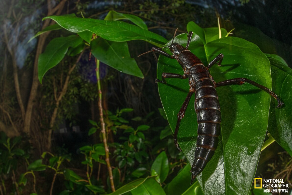 鐏紶澶ф垬榧犲矝,鐏紶澶ф垬鏆楀尯