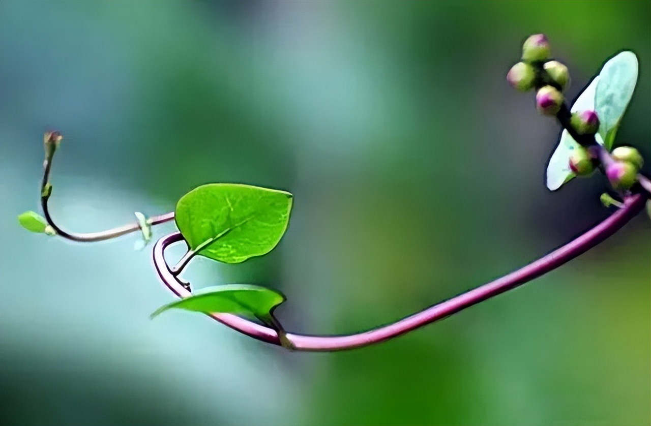 木耳菜能生吃的吗,木耳菜可以随便吃吗