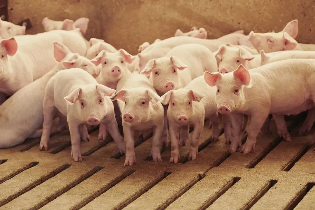 农业旅游开发补贴有哪些,开展乡村旅游能享受哪些政策补贴