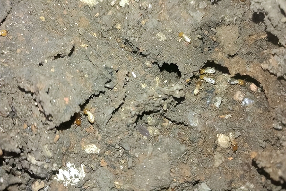 白蚁的危害家里怎么消灭白蚁,找不到白蚁窝可以消灭白蚁吗