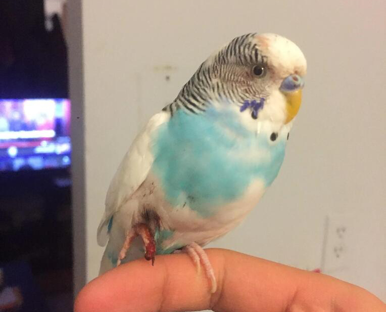 鹦鹉受伤怎么办,鹦鹉受伤了该怎么办