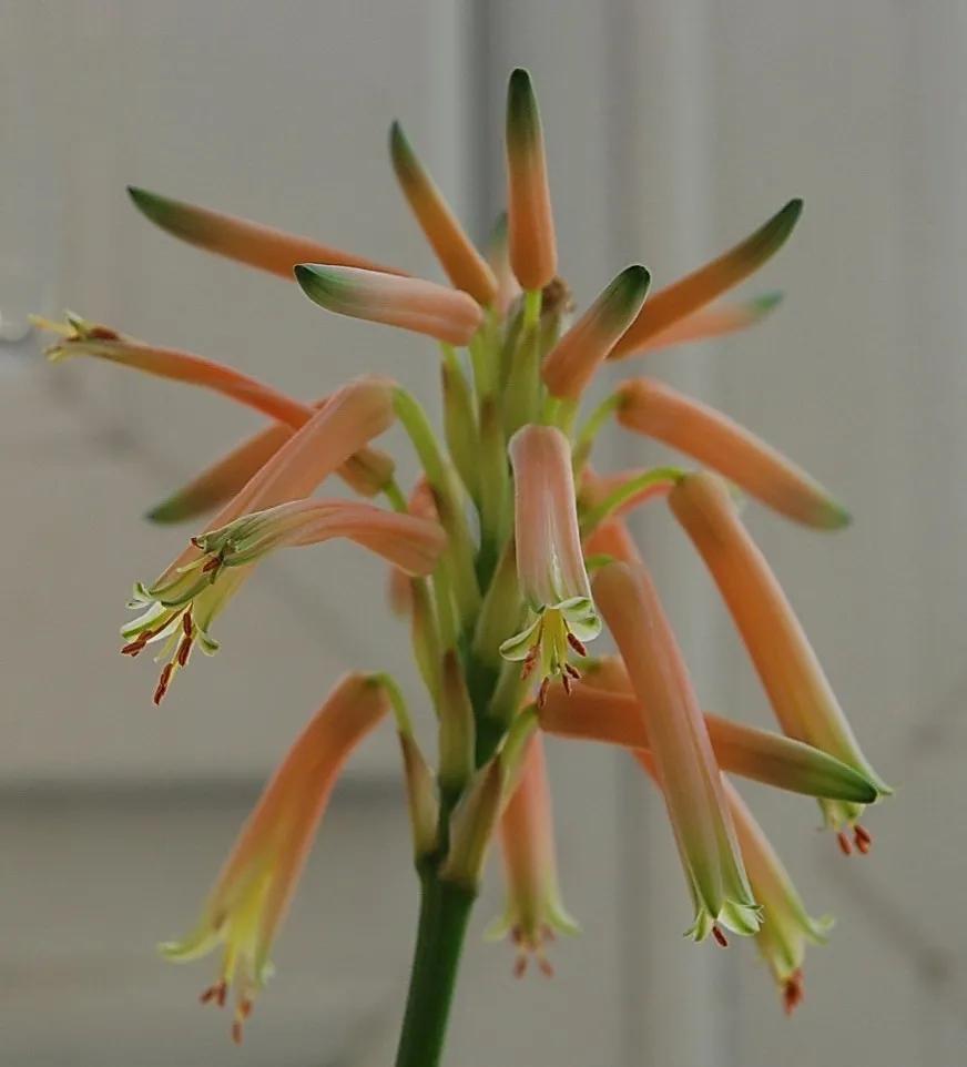 养芦荟需要经常浇水吗,芦荟好多用处