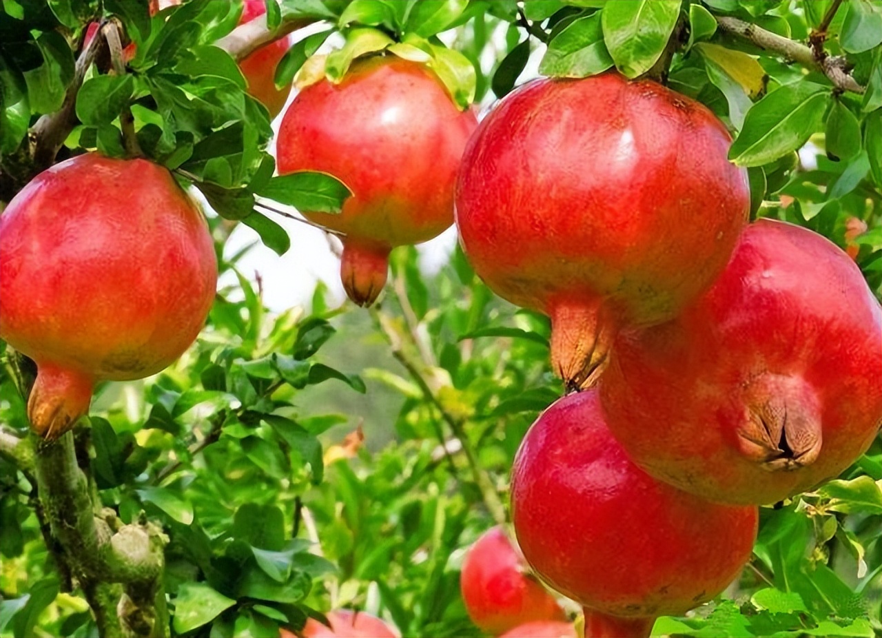 石榴树的种植技术要点,石榴树的种植技巧视频播放