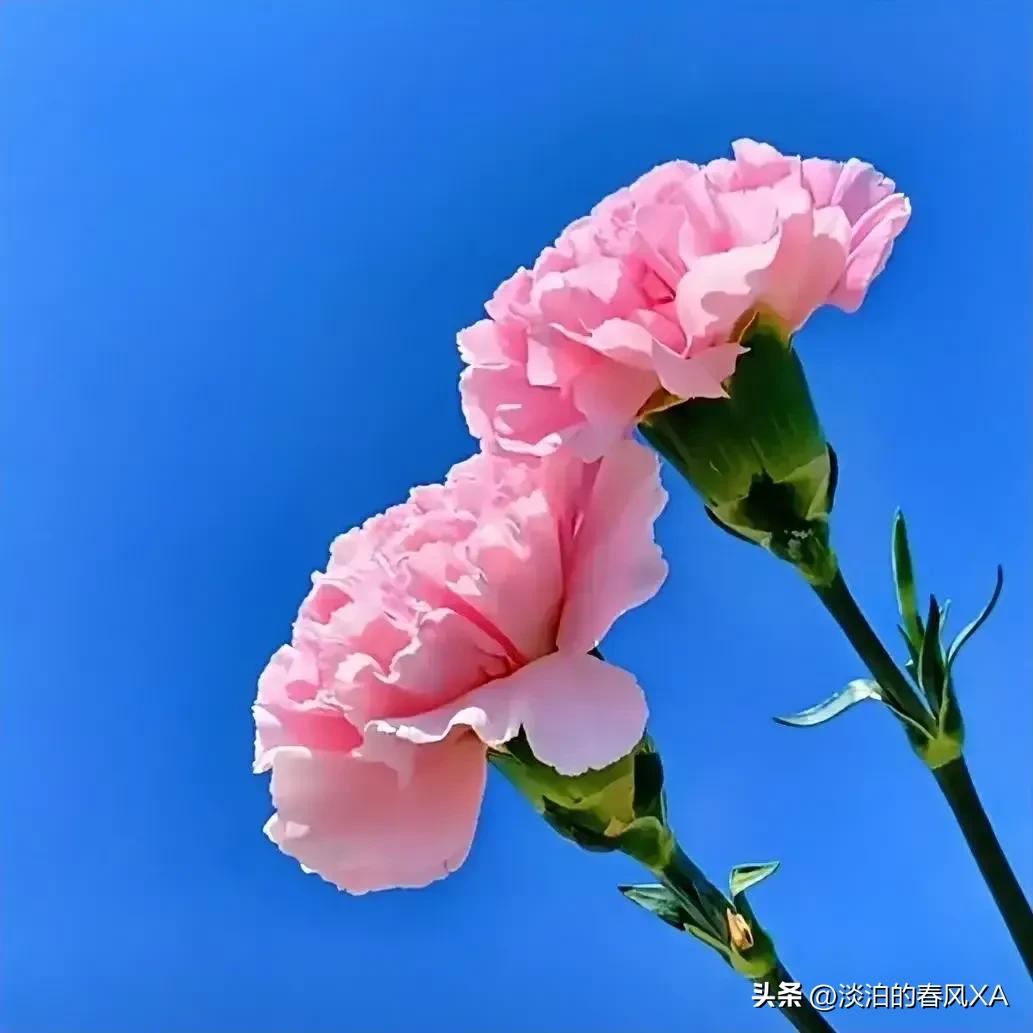 崇洋媚外的节日都有哪些,一个与众不同的母亲节