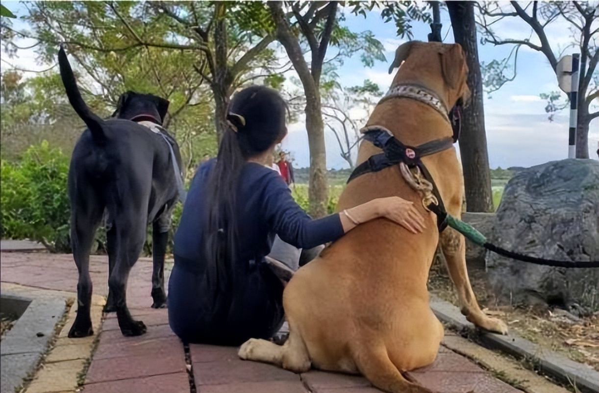 狗狗半夜狂吠被斥责,隔天回放视频感动,妈妈错怪你们了!