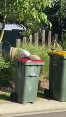 人鸟大战不断升级，想阻止鹦鹉乱翻垃圾桶太难了