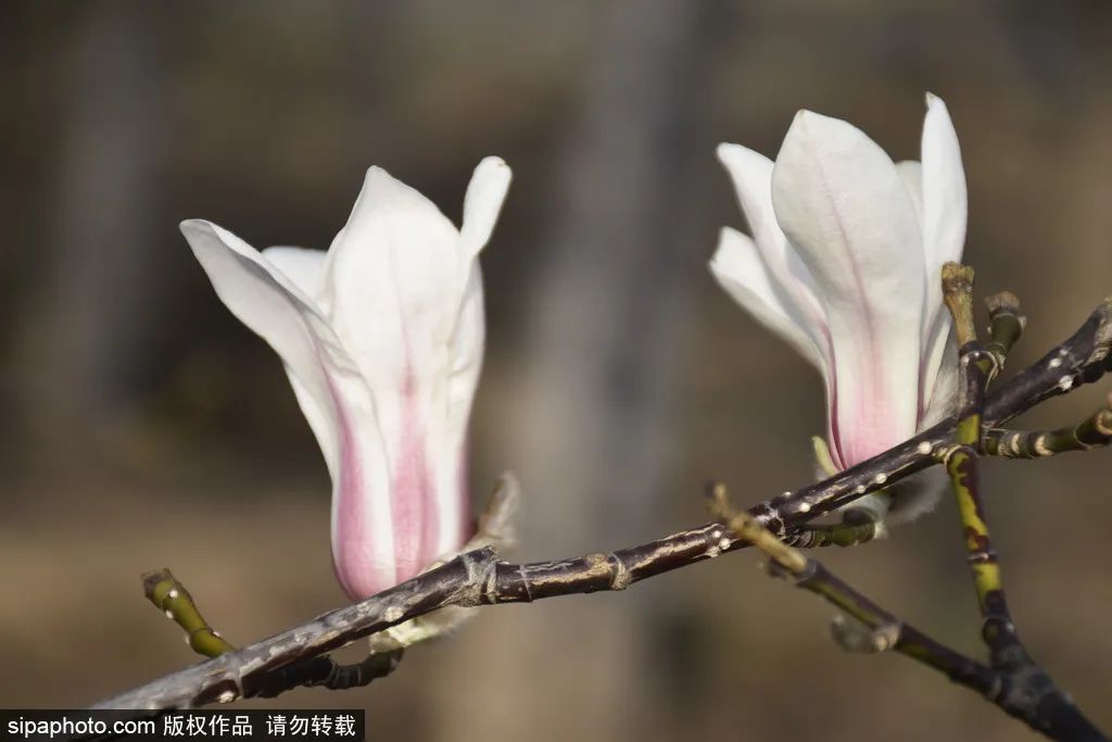 北京春花烂漫图,北京赏花梅花