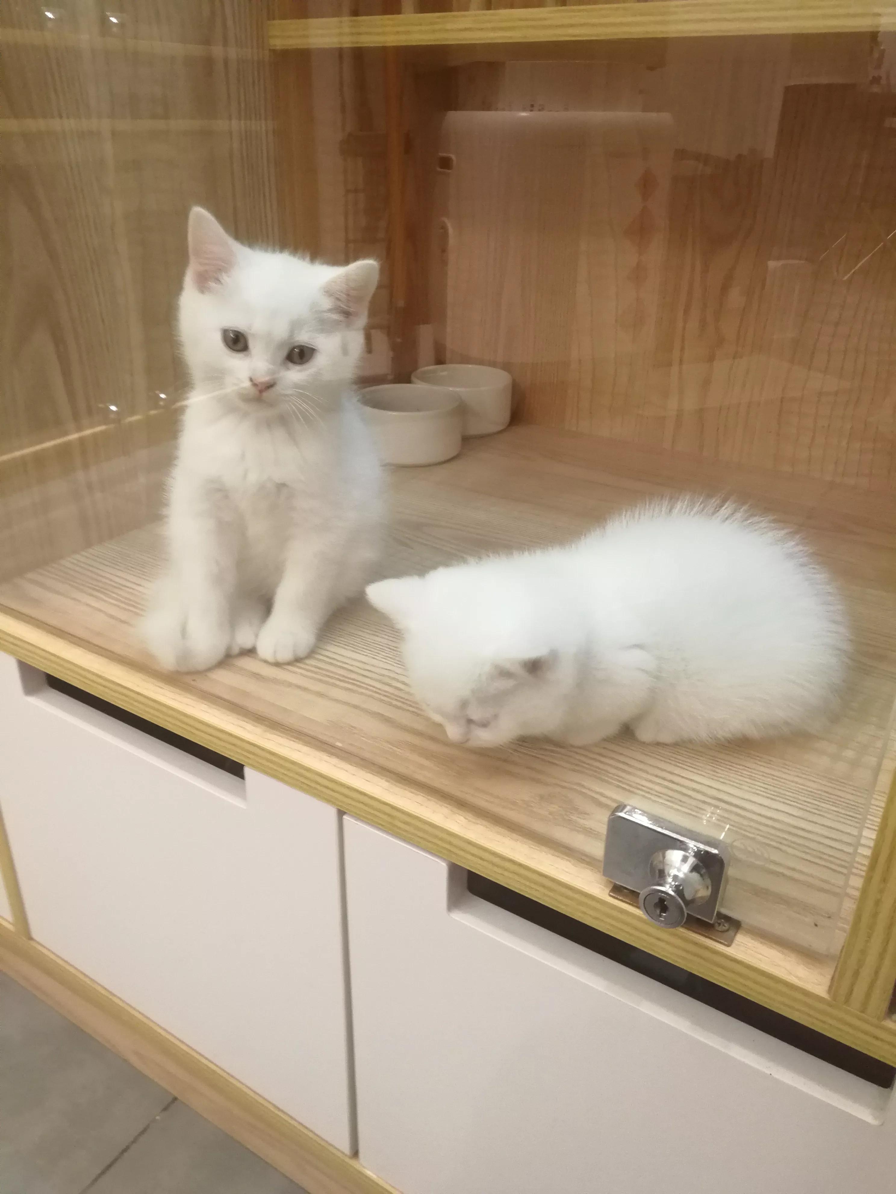 逛猫舍女主人触景生情和养猫阿姨相聊甚欢