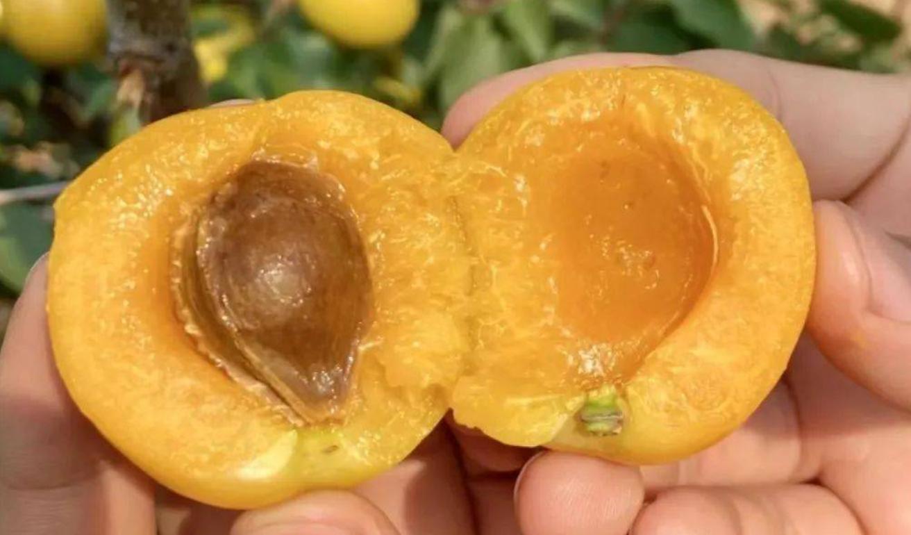 端午节不爱吃粽子能吃什么,端午节除了吃粽子还吃什么食物