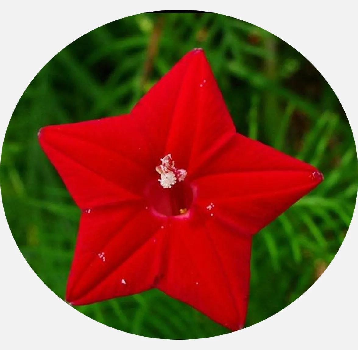 100种迷人的“数字花”,从零到一百万,真是太神奇了