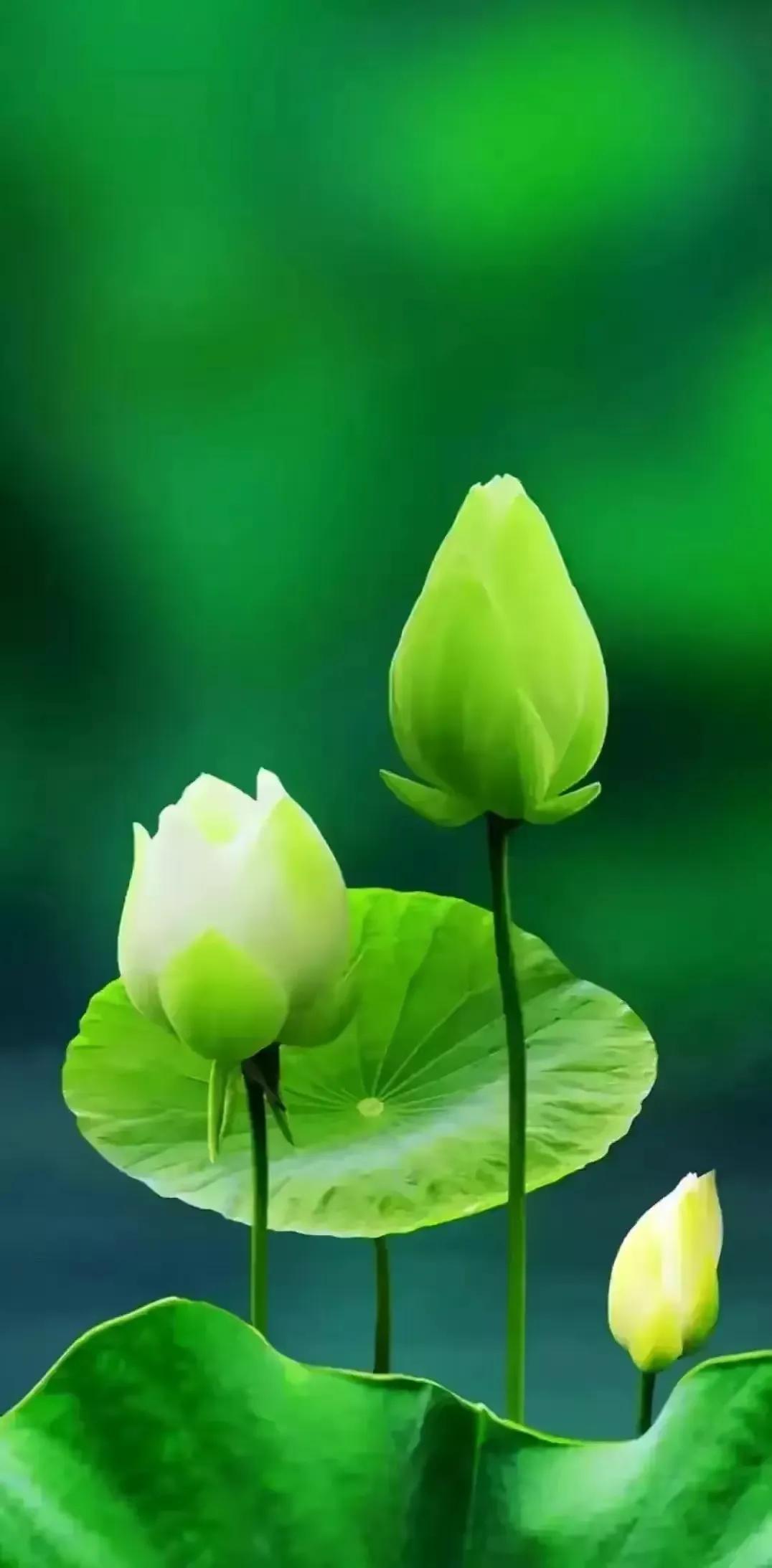 华为壁纸绿色护眼图片大全高清,绿色护眼壁纸高清全屏手机锁屏