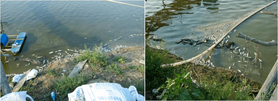 鲤鱼鳃霉病的治疗,鲤鱼烂鳃病是什么样的