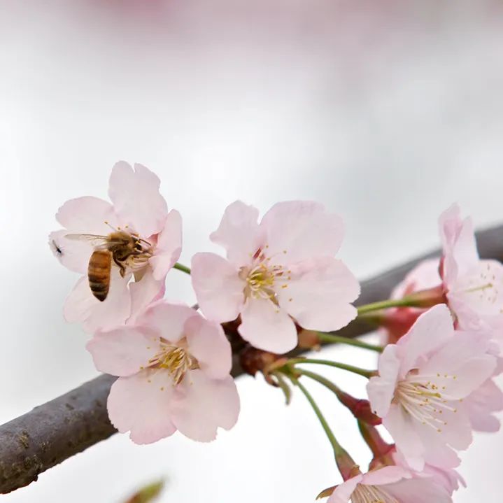 天格实木地板简约风格,大自然原木风地板推荐