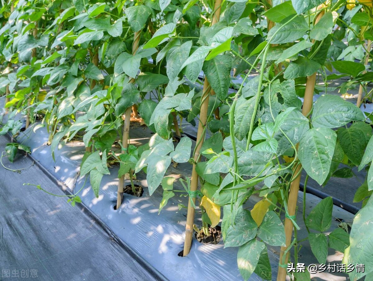 西红柿卷叶怎么治视频,西红柿卷叶一招解决