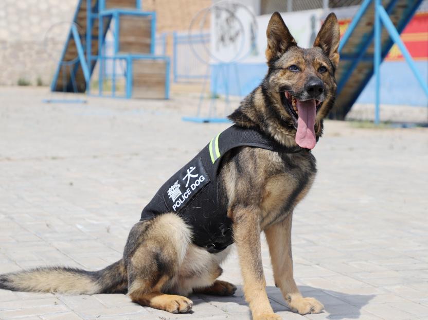 警犬工资一万八真的假的,警犬一月工资