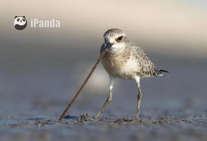 《沙丘》在读者心中留下最深刻印痕的当属气吞山河的沙漠怪物沙虫