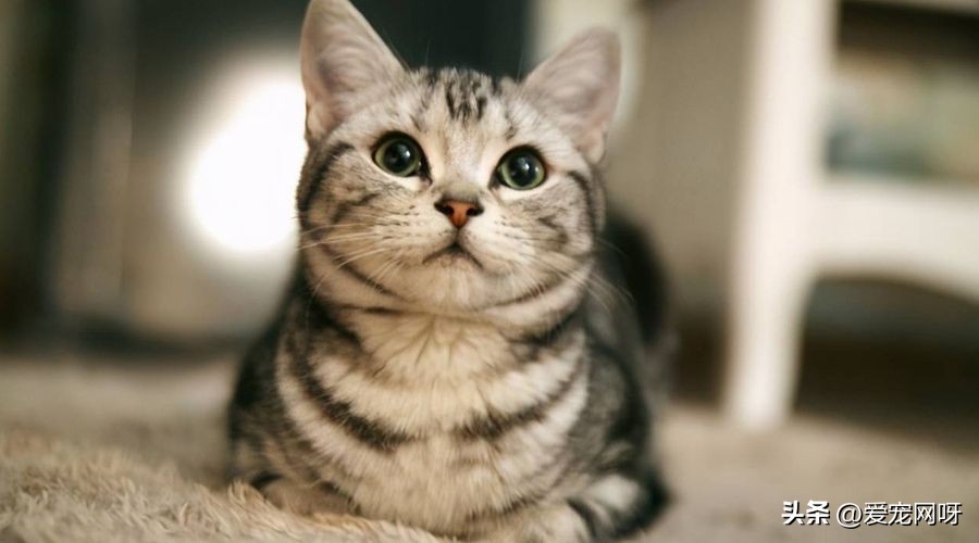 玳瑁猫咪是什么品种,猫咪品种大全及图片