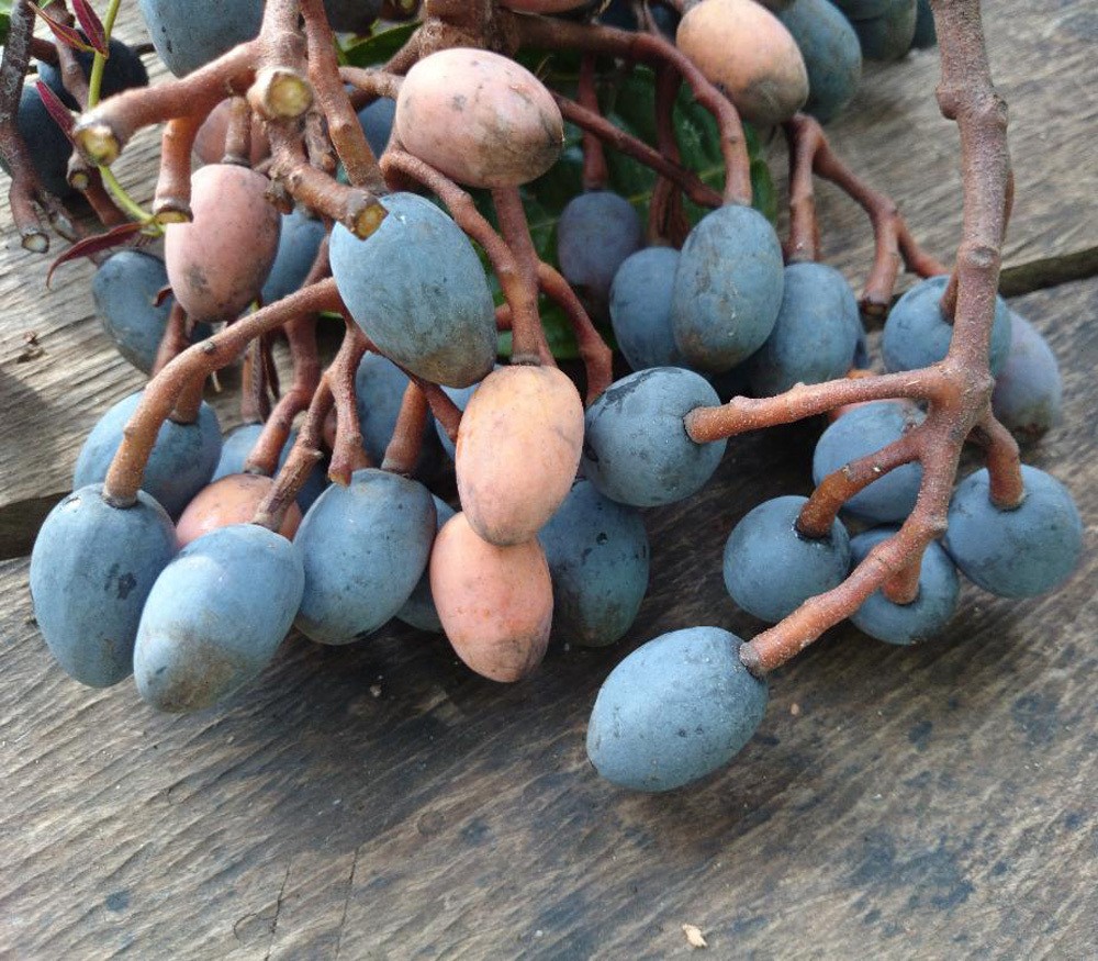 “藤黄果”、“猴果”…近20种你不知道的非洲雄鹰喀麦隆水果