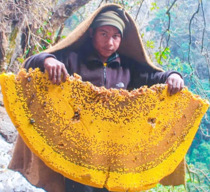 喜马拉雅山采蜜人：绝壁采蜜，专供尼泊尔皇室，一公斤卖3500美金